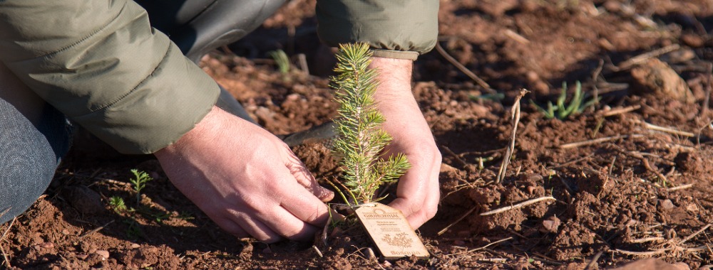 Grünenthal employees and their families planting trees in Chile  as part of the #TreesForOurPlanet reforestation project initiated by Grünenthal